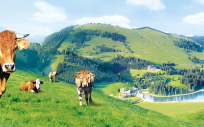 Verhaltensregeln auf der Alm