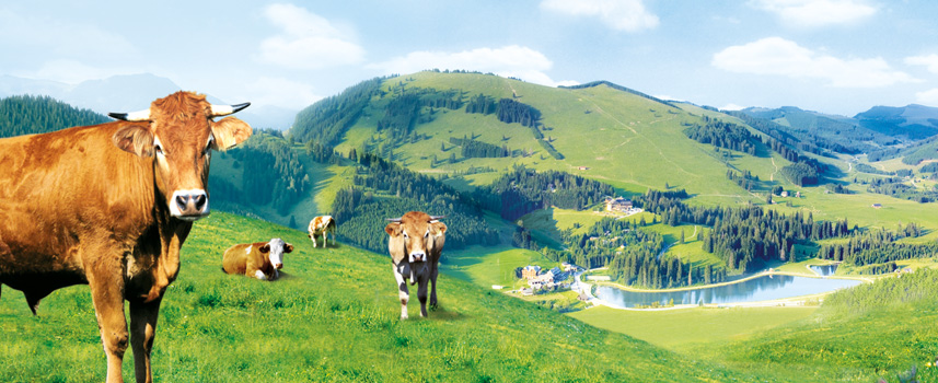 Verhaltensregeln auf der Alm