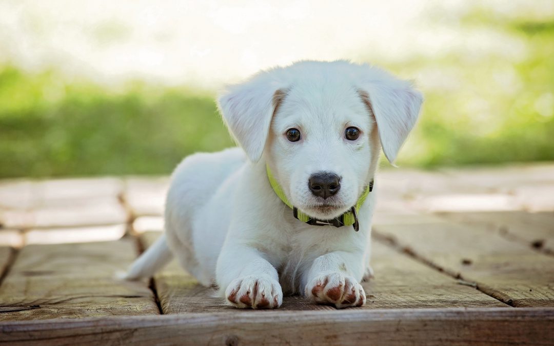 Hundekundenachweis