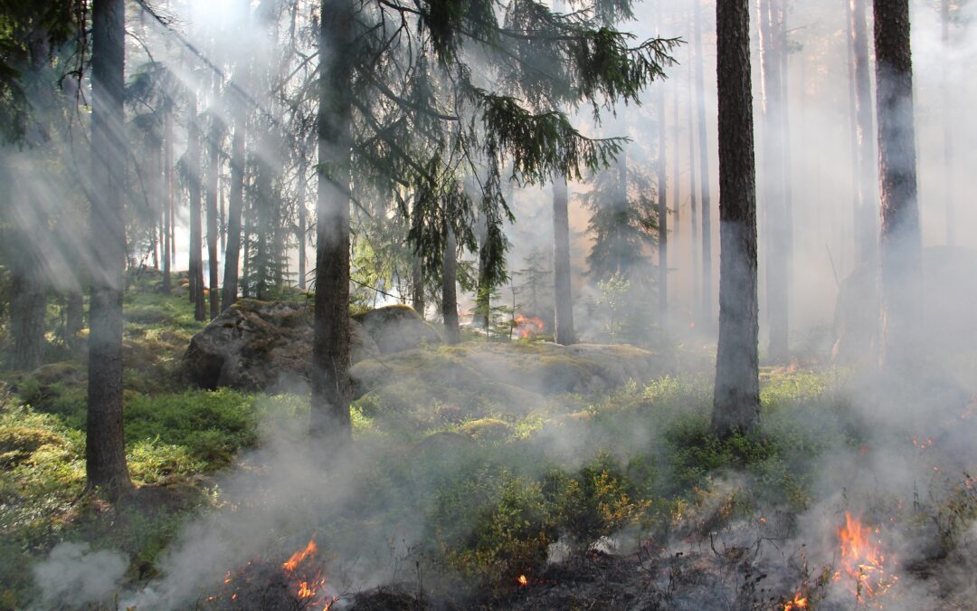 Waldbrand-Verordnung in der gesamten Steiermark in Kraft!