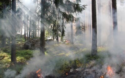Waldbrand-Verordnung in der gesamten Steiermark in Kraft!